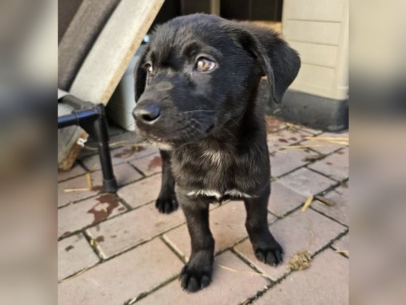 Welpe Tiny sucht seine Menschen (D/CH/LUX)