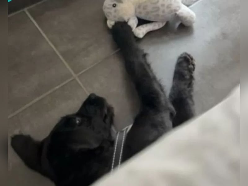 In Luxemburg: Welpe Mads verliert sein Zuhause