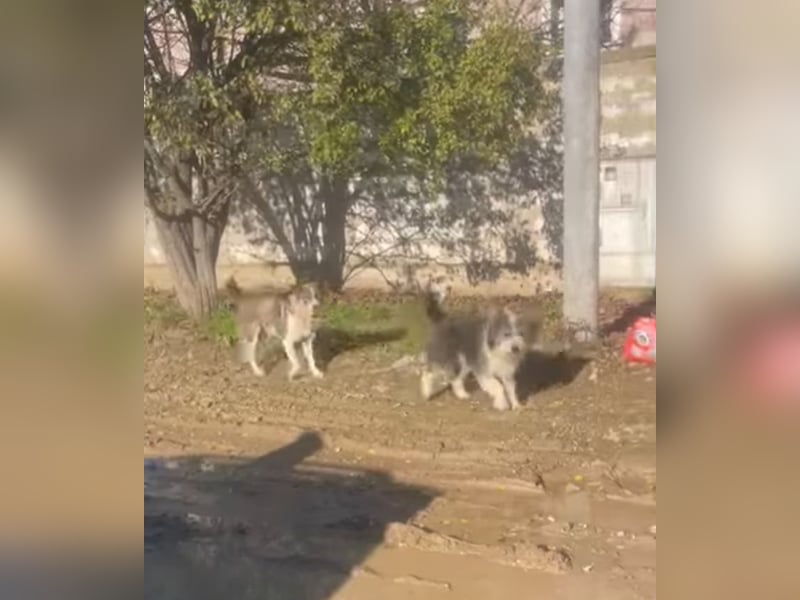 Petzi - kleiner Überlebenskünstler