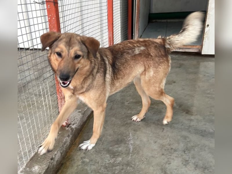 Pebbels - sanfte, liebevolle, treu Hündin (Vermittlung bundesweit)