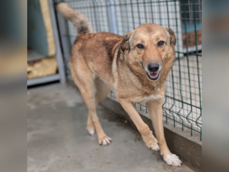 Pebbels - sanfte, liebevolle, treu Hündin (Vermittlung bundesweit)