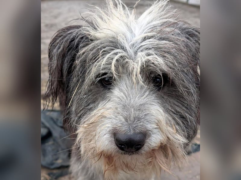 Petzi - kleiner Überlebenskünstler