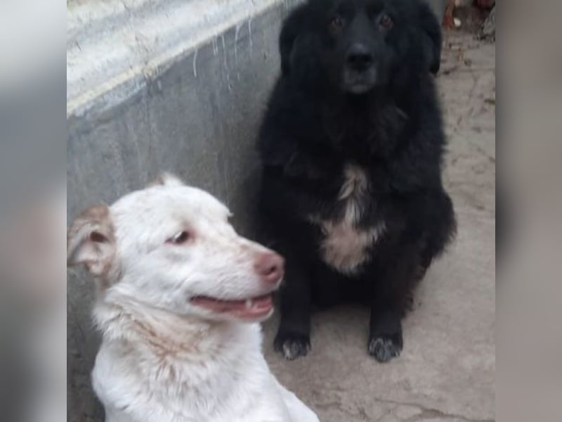 Nelly - freundliche, unkomplizierte Hündin