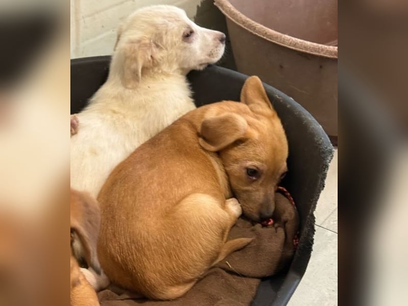 Welpenmädchen Minka sucht Zuhause (D/ LUX/ CH)