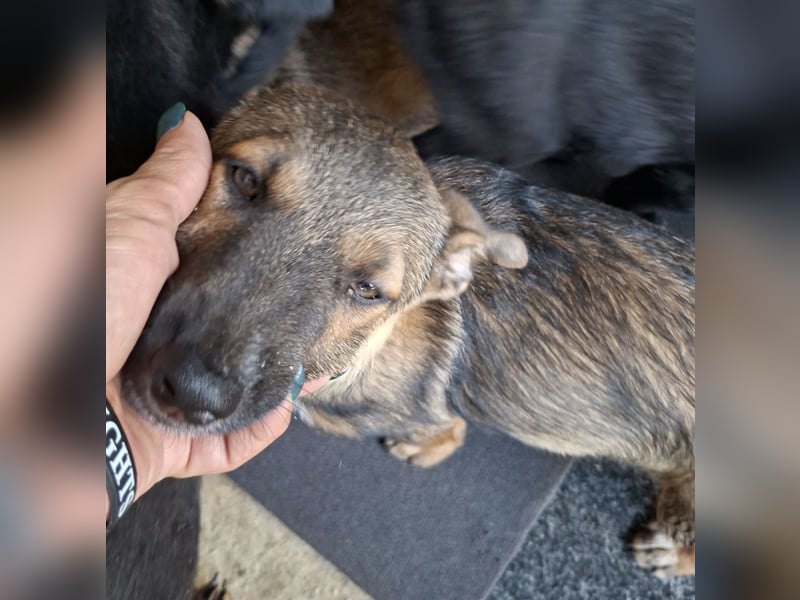 Zuckersüßes Welpenmädchen Caja sucht Zuhause (D/CH/LUX)