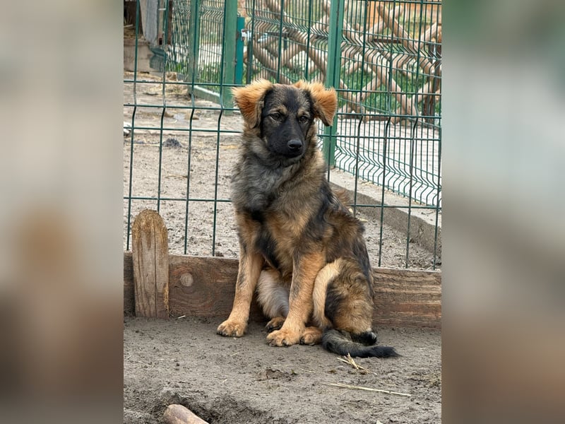 Ayla - sensibles Hundemädchen