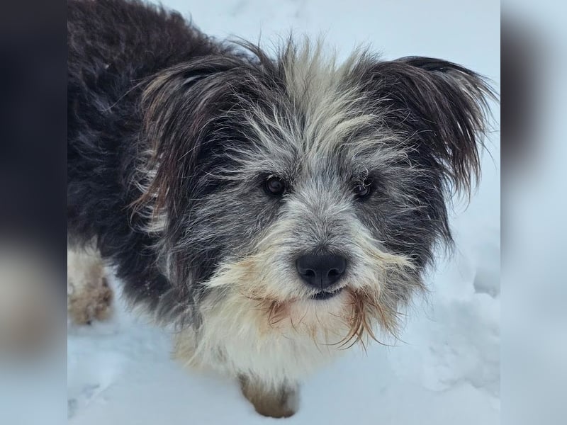 Petzi - kleiner Überlebenskünstler