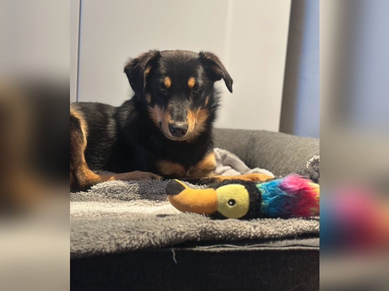 Bobby - auf Pflegestelle in Luxemburg