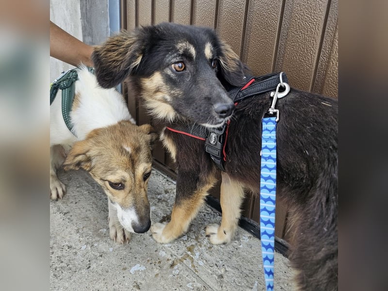 Junghündin Nila sucht einfühlsames Zuhause (D/CH/LUX)