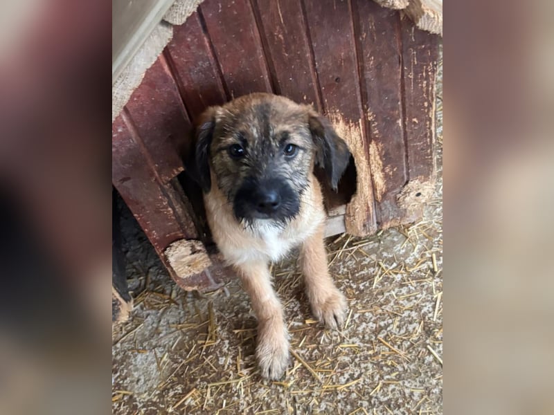 Molly - verspieltes, offenes Welpenmädchen