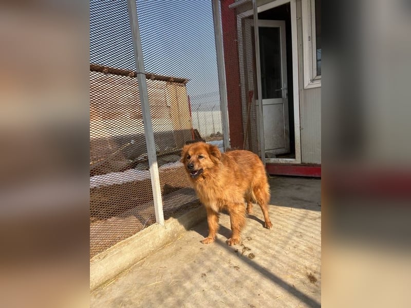 Hündin Lucky sucht Zuhause mit Freundin Groh