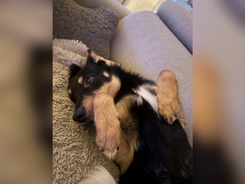 Bobby - auf Pflegestelle in Luxemburg