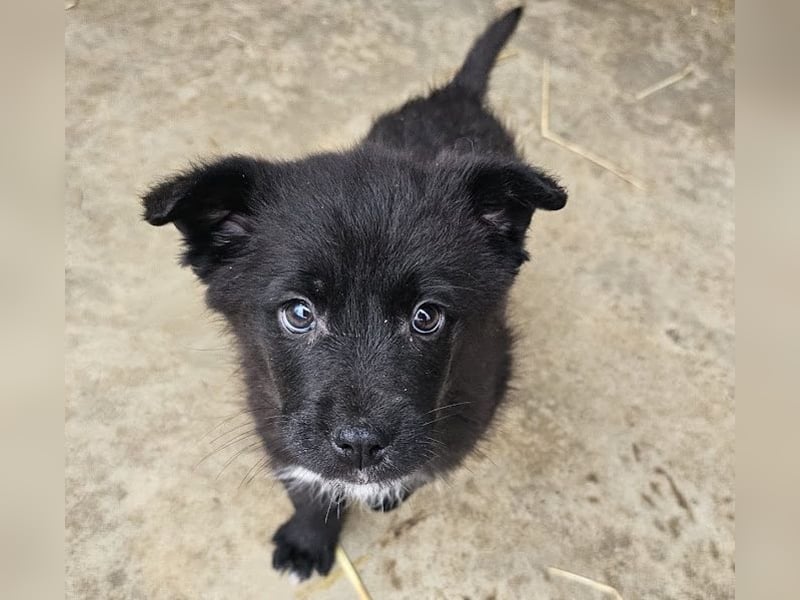 Welpenmädchen Pepper sucht Dosenöffner (D/ LUX/ CH)