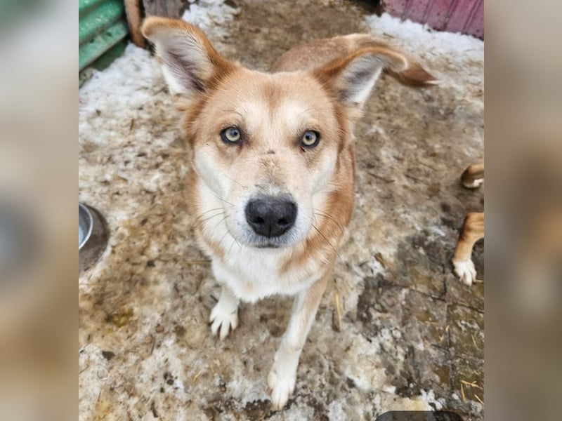 Schmusebacke Ruba - aus der Tötung gerettet