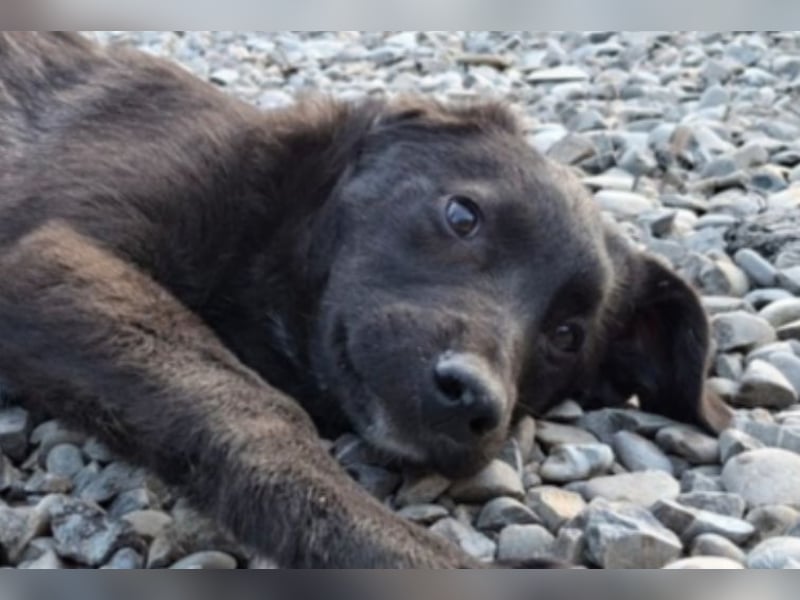 Smoothie - sanfter Bub sucht ruhiges Zuhause!