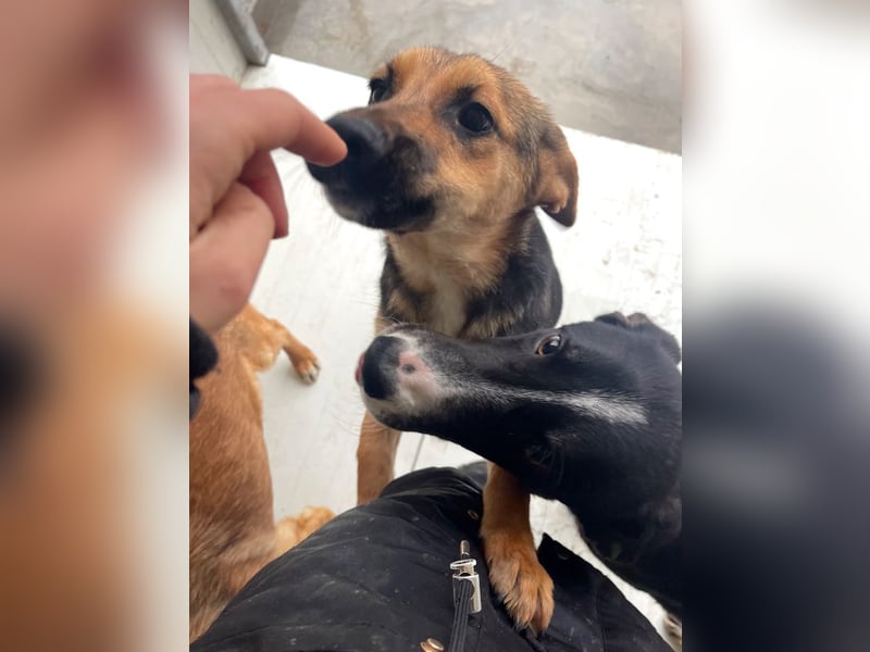 Luna - sanfte, zurückhaltende, junge Hündin sucht „ihre“ Menschen