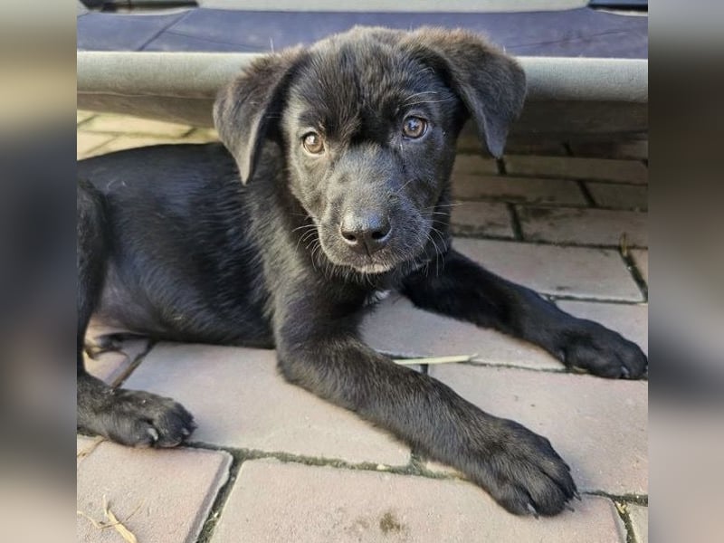 Welpe Tiny sucht seine Menschen (D/CH/LUX)