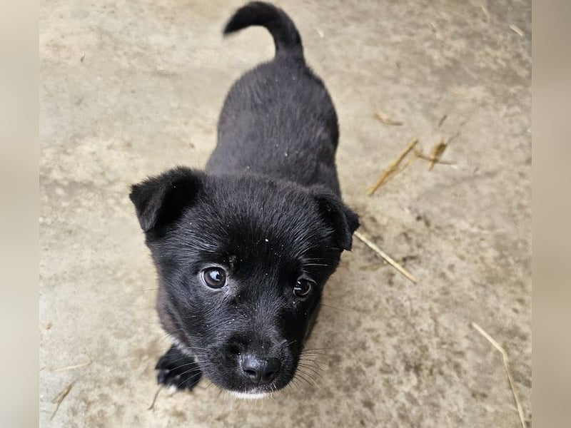 Welpenmädchen Pepper sucht Dosenöffner (D/ LUX/ CH)