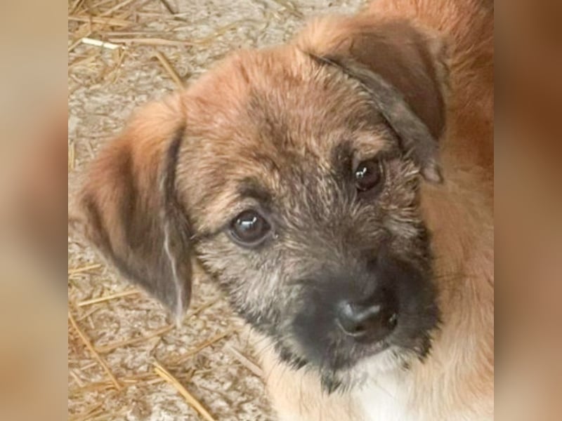 Molly - verspieltes, offenes Welpenmädchen