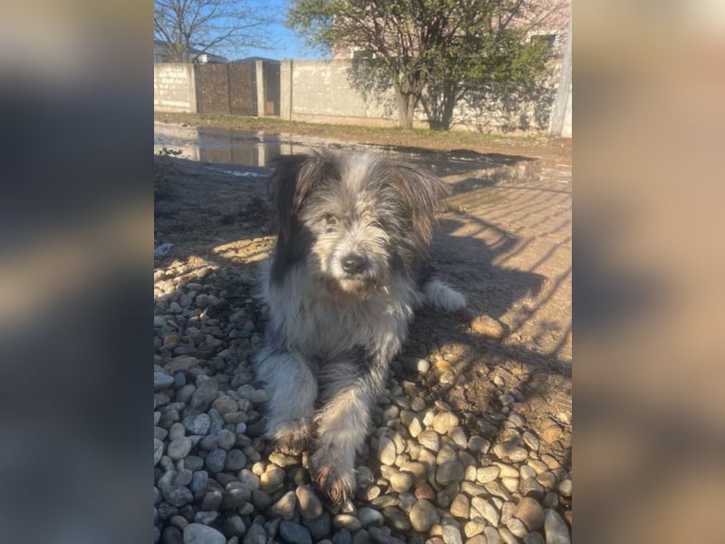 Petzi - kleiner Überlebenskünstler