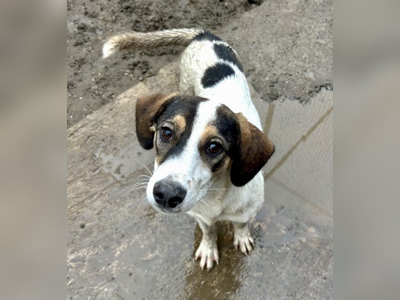 Jampa - lieber, freundlicher Bub!