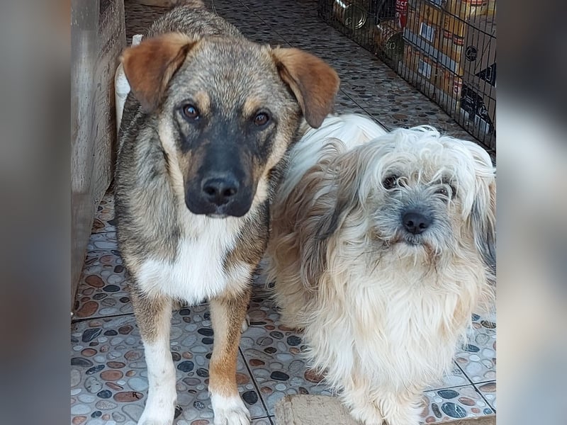 Mogosel - bildhübscher Jungspund