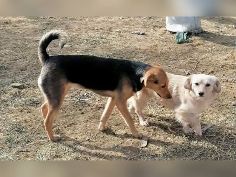 Paloma - liebe und unkomplizierte Anfängerhündin