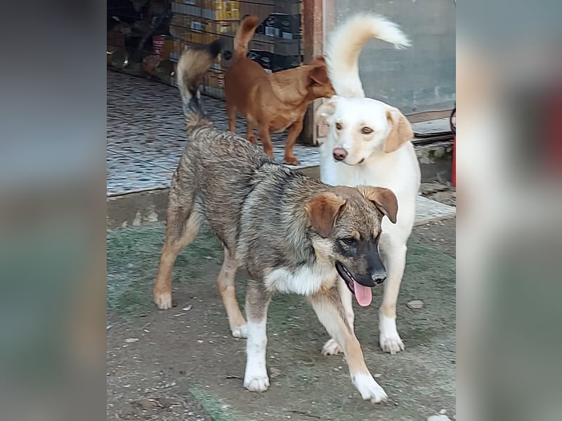 Mogosel - bildhübscher Jungspund