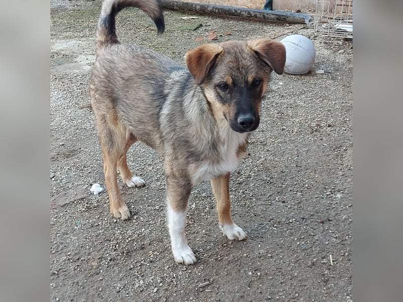 Mogosel - bildhübscher Jungspund