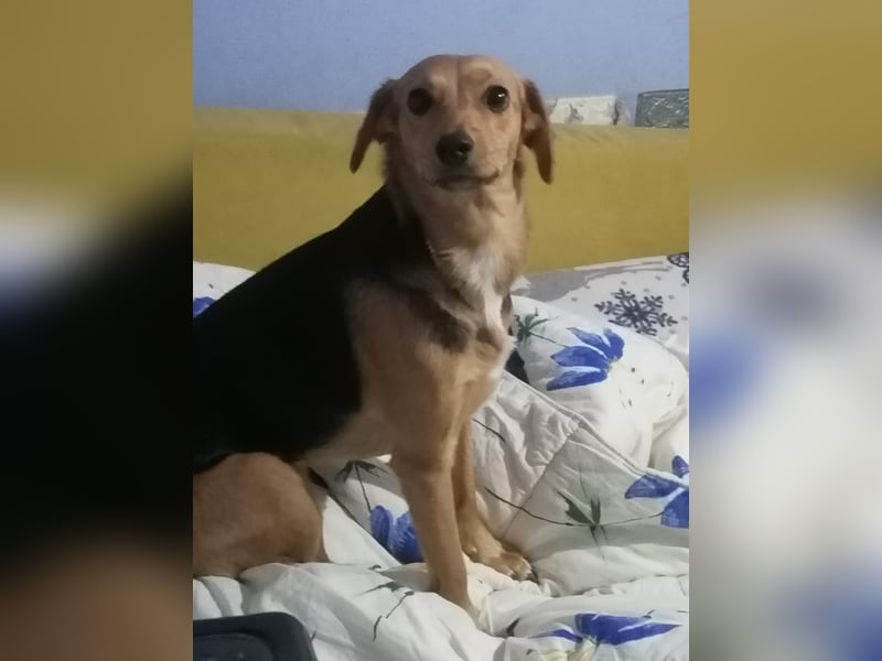 Paloma - sehr liebes Rehlein