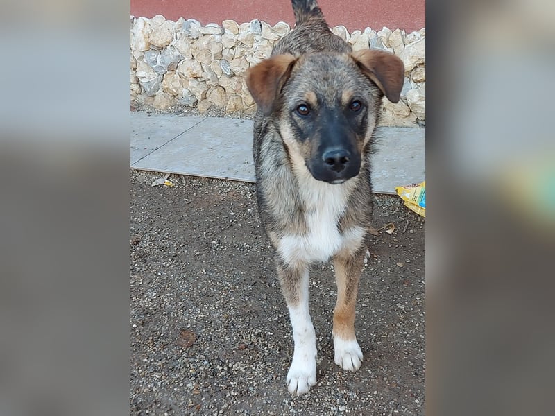 Mogosel - bildhübscher Jungspund