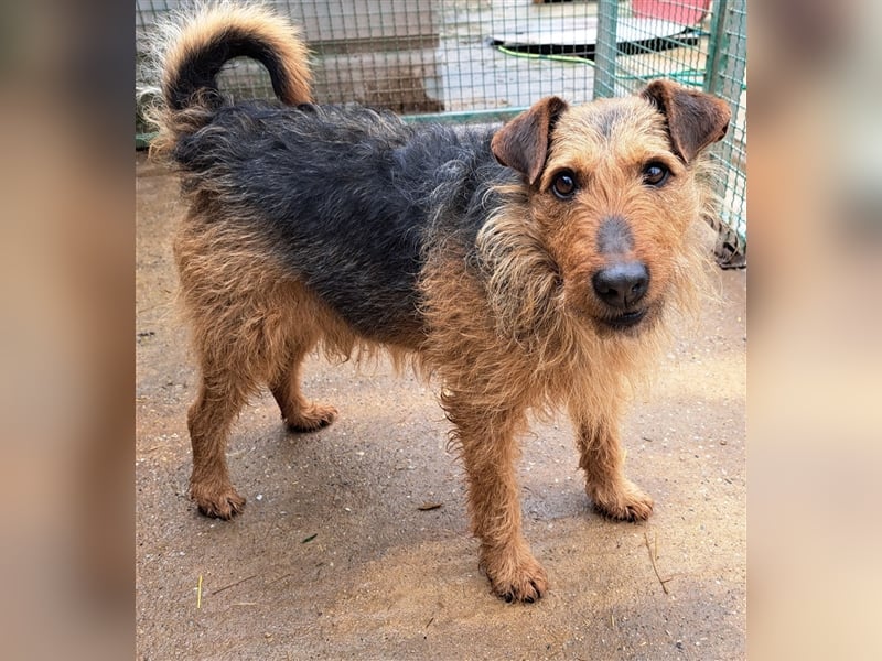 Dexter - Wuschelkopf mit Charme