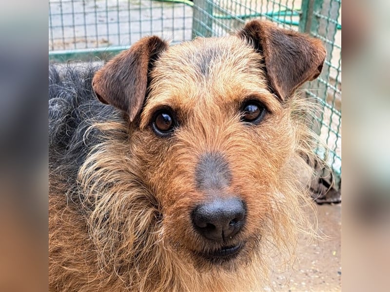 Dexter - Wuschelkopf mit Charme