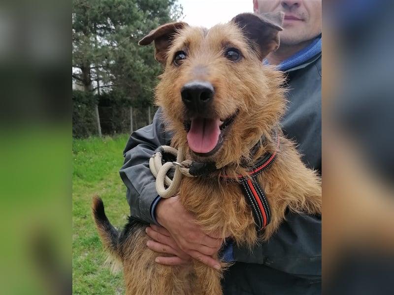 Dexter - Wuschelkopf mit Charme