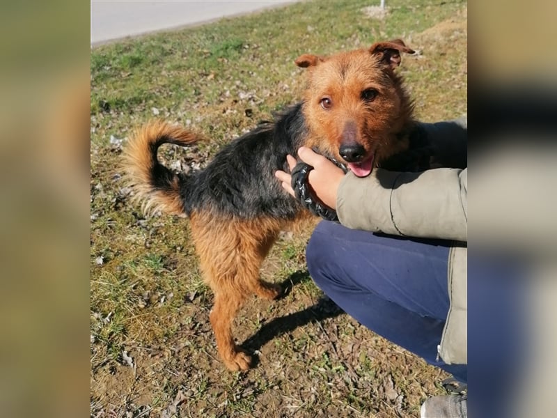 Dexter - Wuschelkopf mit Charme