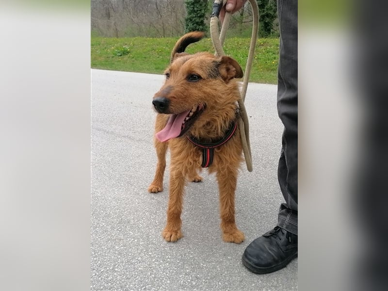 Dexter - Wuschelkopf mit Charme