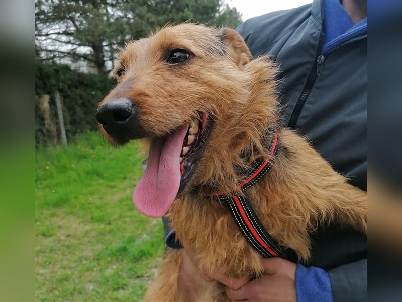 Dexter - Wuschelkopf mit Charme