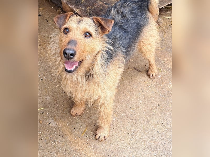 Dexter - Wuschelkopf mit Charme