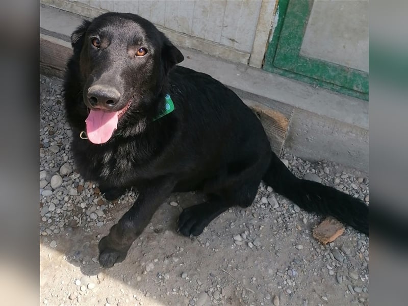 Albus - Der schwarze schöne Hundemann