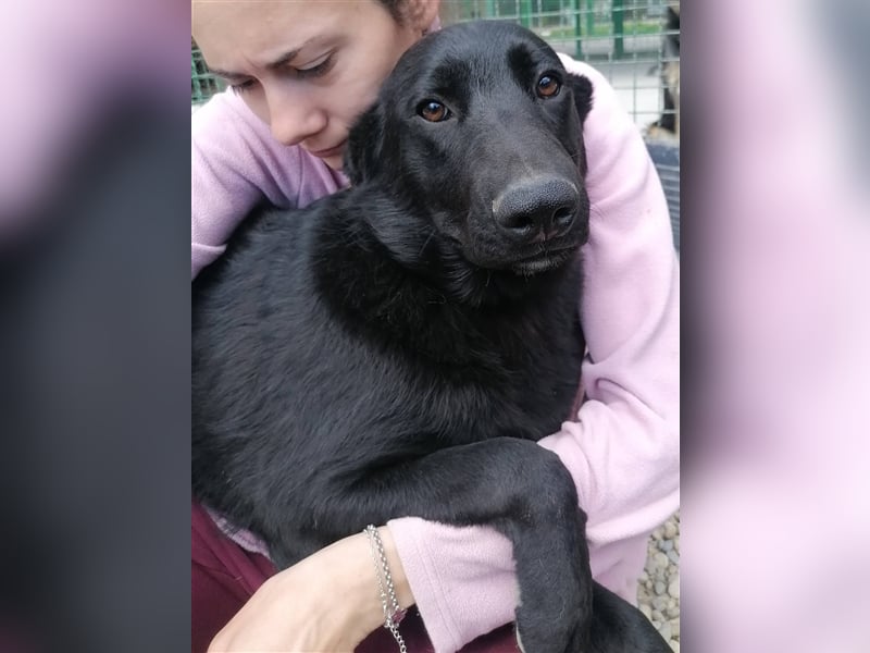 Albus - Der schwarze schöne Hundemann