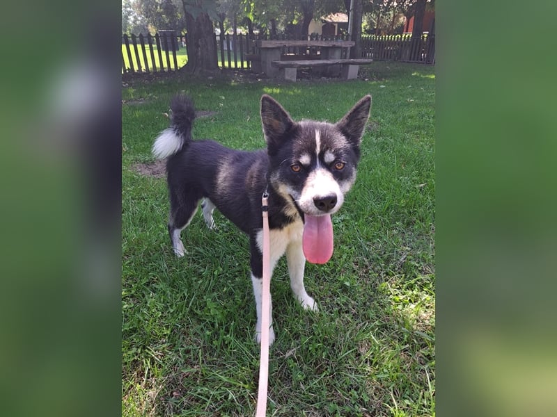 Kima - Sportliche Maus