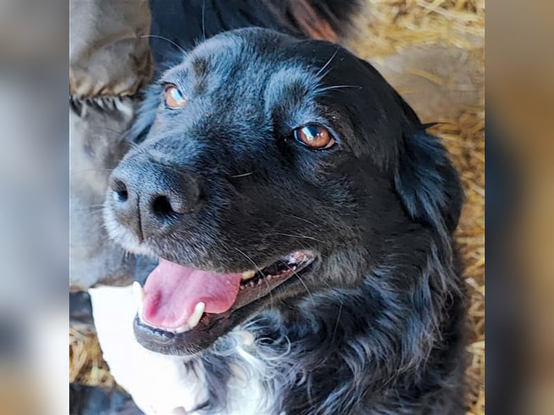 Freya - Nordische Göttin sucht kuschliges Körbchen