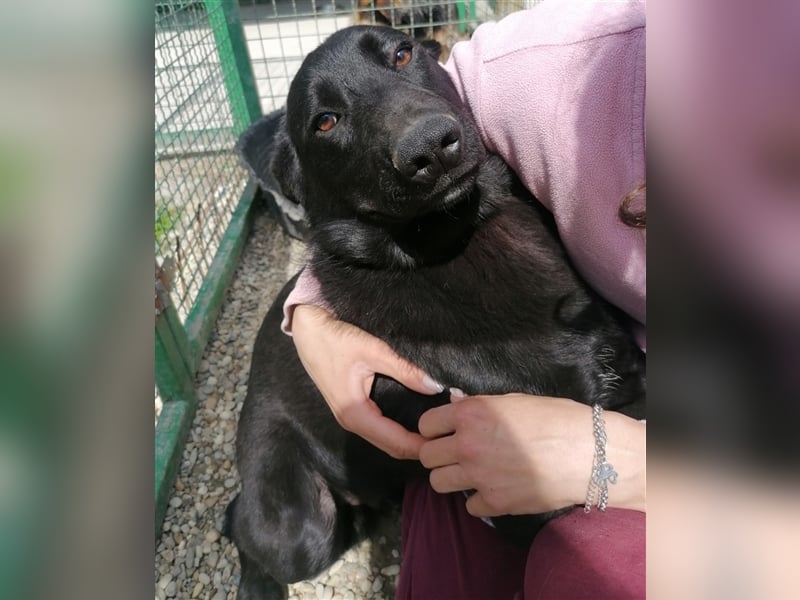 Albus - Der schwarze schöne Hundemann