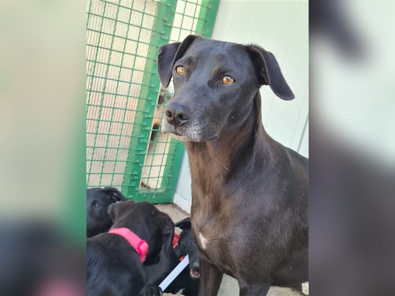 Amelia – Geboren, um Liebe zu finden