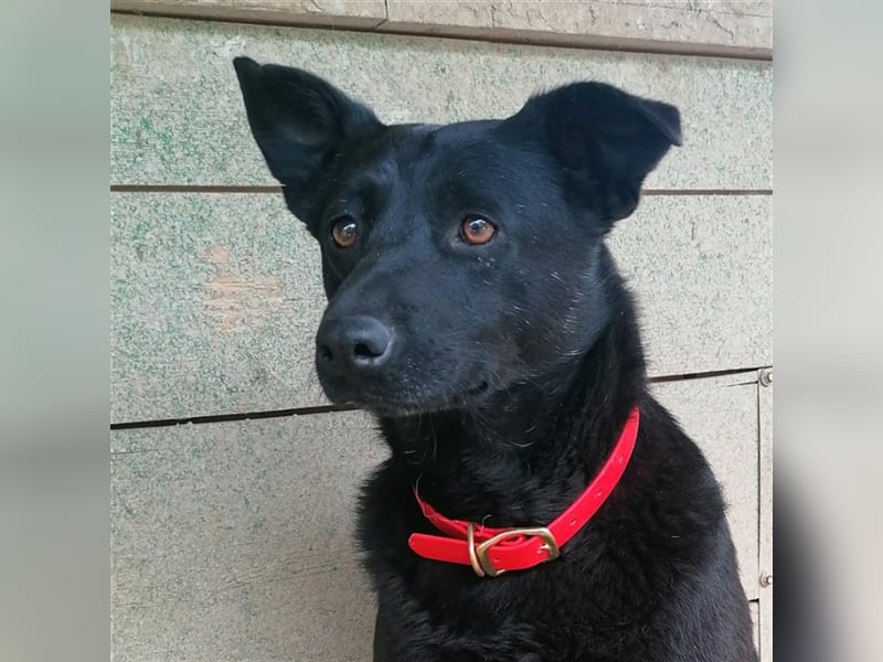 Deltha - Schwarze Hundedame mit zauberhaft gespitzten Öhrchen