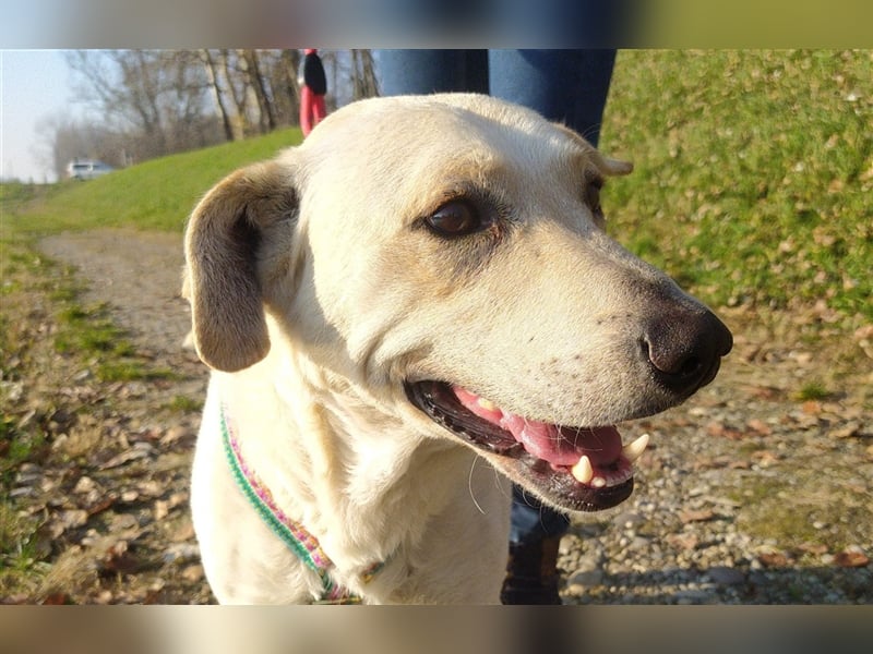 Charlie - Klug und sehr menschenbezogen