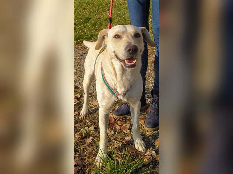 Charlie - Klug und sehr menschenbezogen