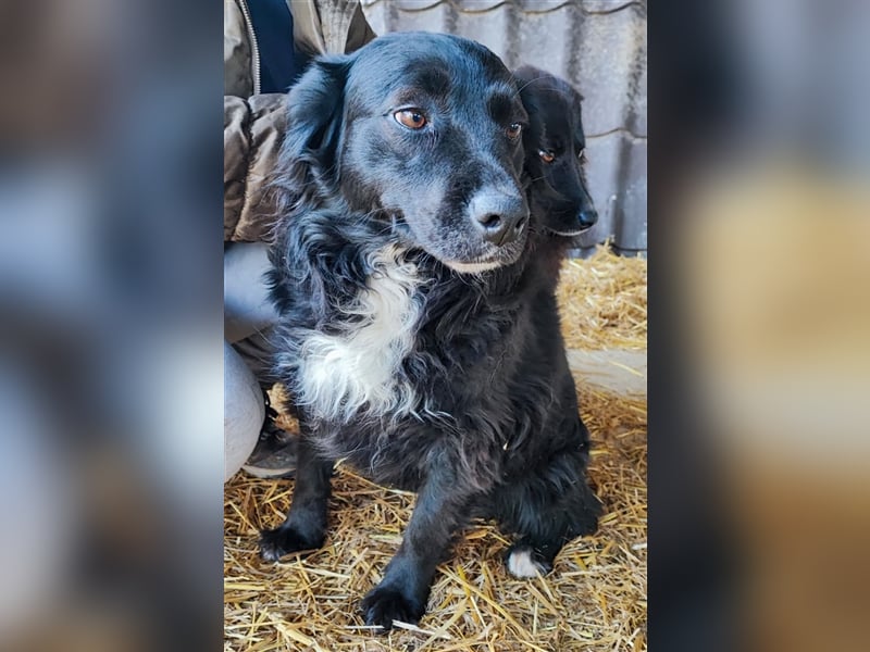 Freya - Nordische Göttin sucht kuschliges Körbchen