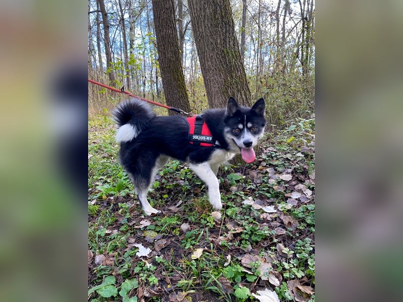 Kima - Sportliche Maus