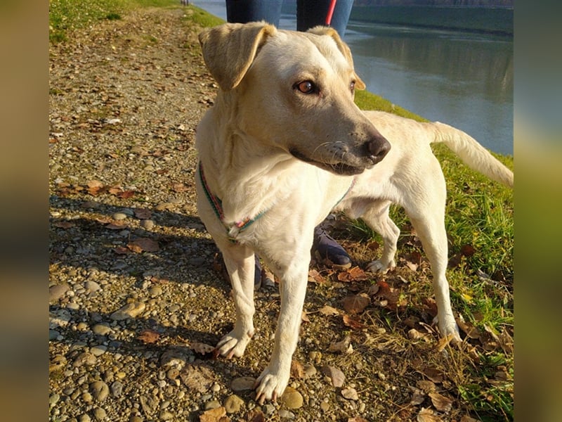 Charlie - Klug und sehr menschenbezogen